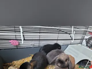 Mini Lop rabbits Loving homes wanted for 4 Mini Loop bunnies 🐰 - Advert 3