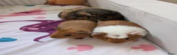 Guinea Pig rodents for sale: 3 female guinea pigs  - Advert 3