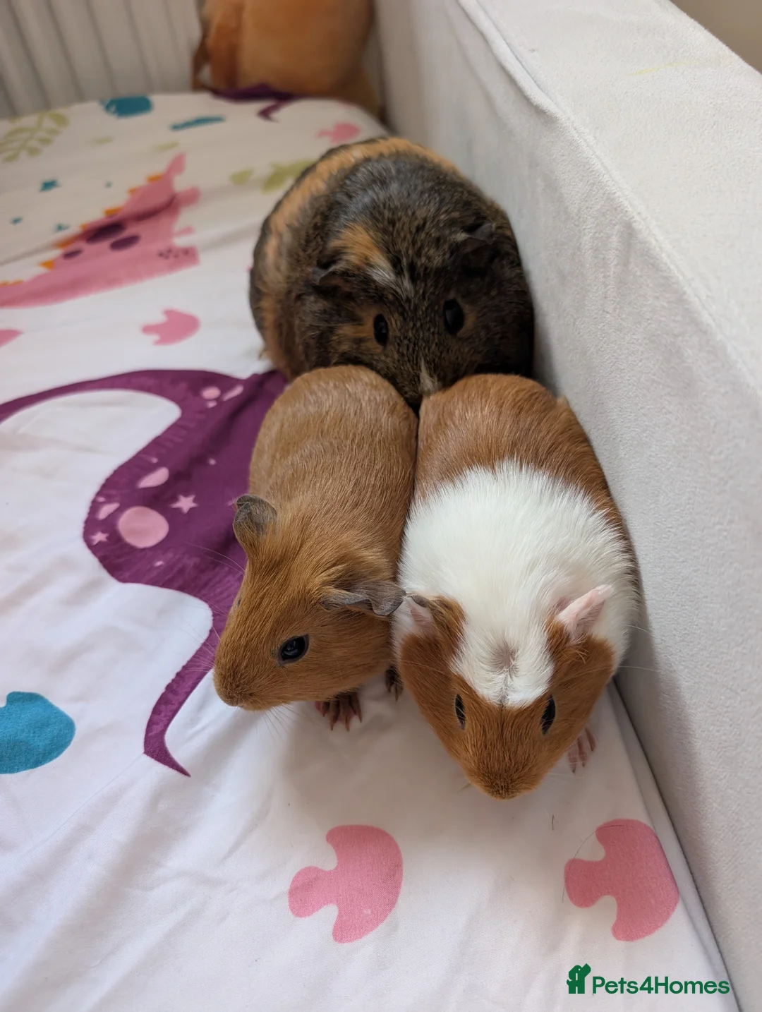 Guinea Pig rodents for sale: 3 female guinea pigs  - Advert 3
