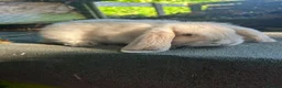 Mini Lop rabbits for sale: 5 beautiful mini lops  - Advert 8