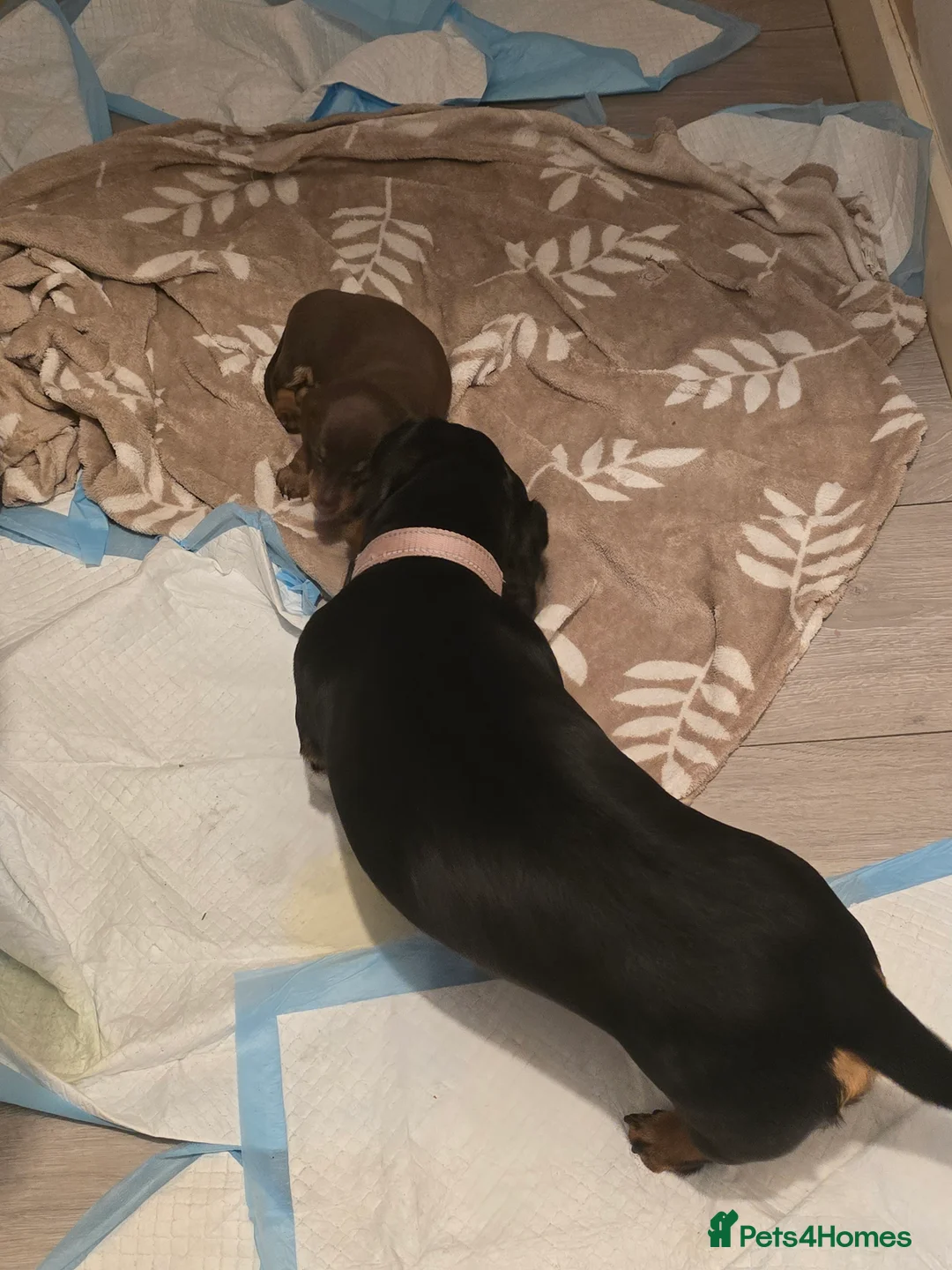 Dachshund dogs for sale: Uno the Dachshund - Advert 2