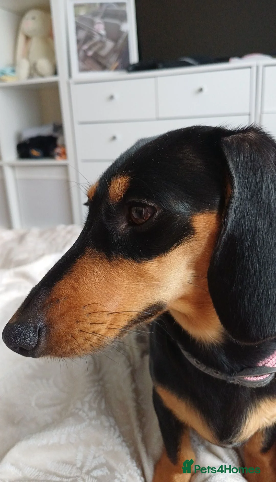 Dachshund dogs for sale: Daisy, 15 Months old - Advert 2