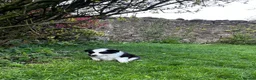 Border Collie dogs for sale: Outstanding Long Haired Border Collies - Advert 9