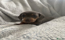 Dachshund dogs for sale: Beautiful mini dashound - Image 4