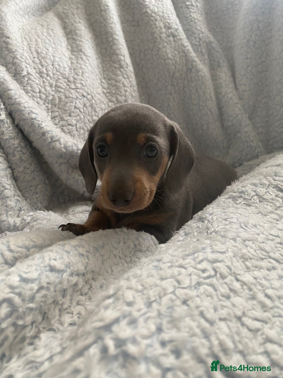 Dachshund dogs for sale: Beautiful mini dashound - Image 4