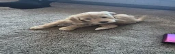 Cockapoo dogs for sale: 2 boys left reduced to £1000 Ready to leave now !  - Advert 11