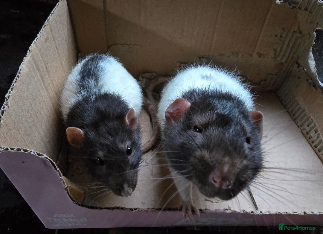 Rat rodents Rats x2 - Advert 1