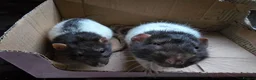 Rat rodents for sale: Rats x2 - Advert 1