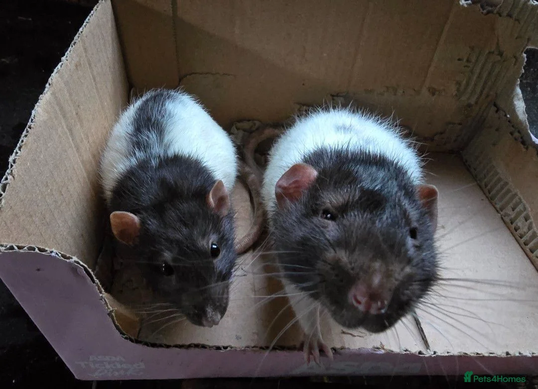 Rat rodents for sale: Rats x2 - Advert 1