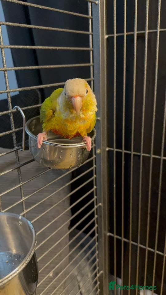 Conures birds Green Cheek Conure  - Advert 4