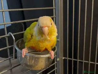 Conures birds Green Cheek Conure - Advert 4