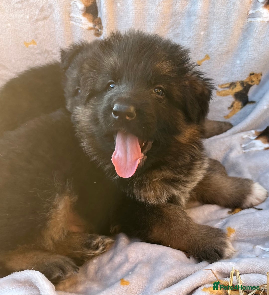 German Shepherd dogs for sale: Stunning Gsd puppies for sale  - Image 5