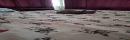 Sphynx cats for sale: Canadian sphynx kittens looking for home - Advert 13