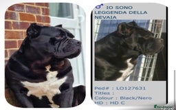 Cane Corso dogs for sale: Yuki & Aries Cane Corso Puppies  - Image 38