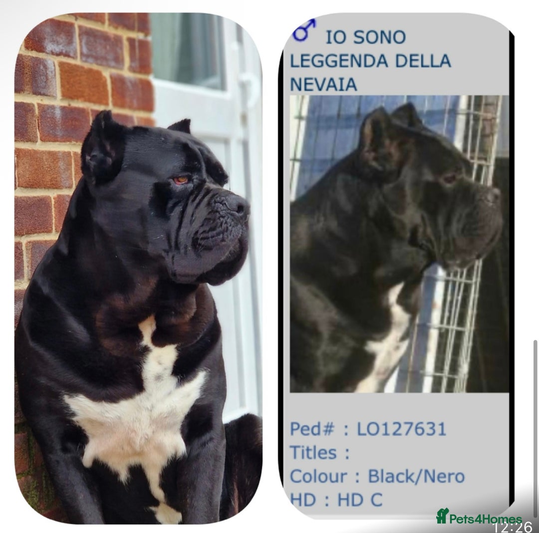 Cane Corso dogs for sale: Yuki & Aries Cane Corso Puppies  - Image 38