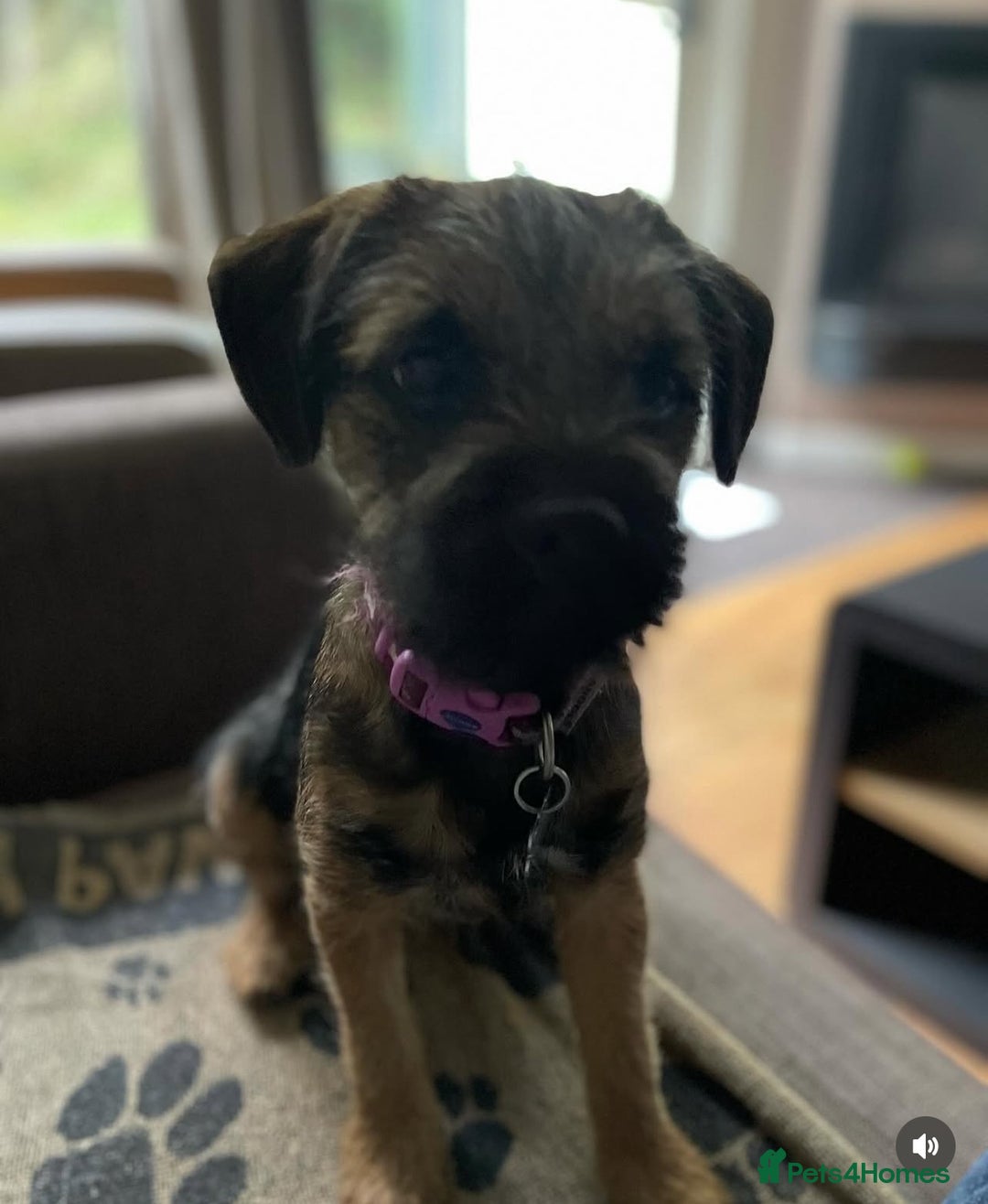 Border Terrier dogs for sale: Beautiful female border terrier  - Advert 6