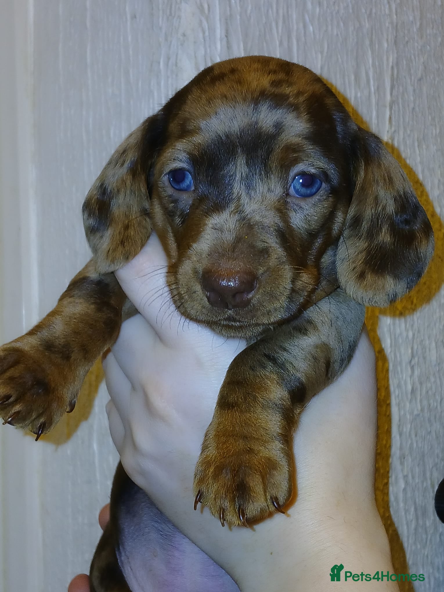 Miniature Dachshund dogs Miniature Dachshund Puppies - Advert 1