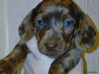 Miniature Dachshund dogs Miniature Dachshund Puppies - Advert 1