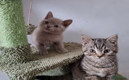 British Shorthair cats for sale: Stunning stripy British shorthair in Eastbourne - Image 2