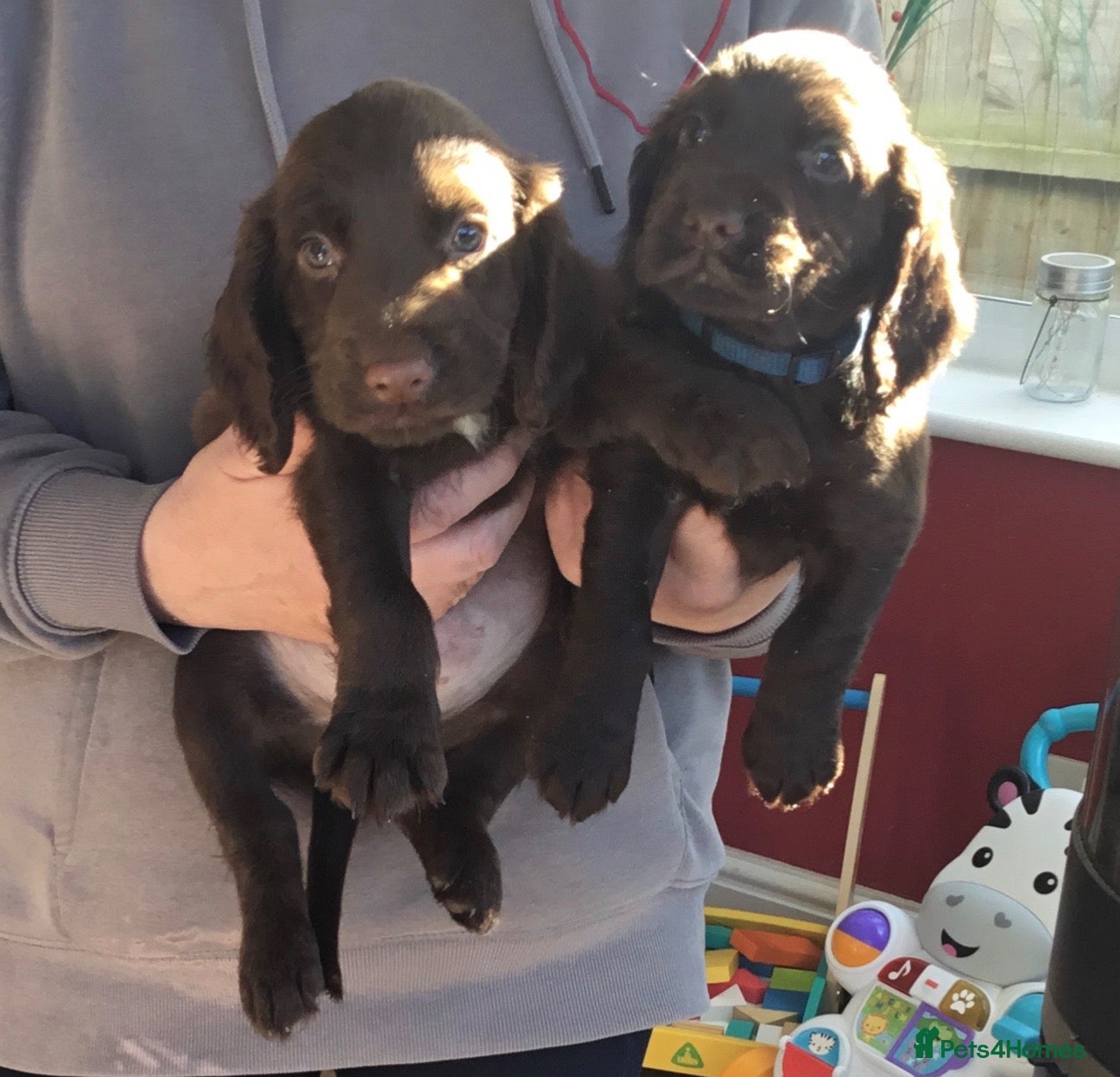 Cocker Spaniel dogs KC & HTCP COCKER SPANIEL PUPPIES  - Advert 1