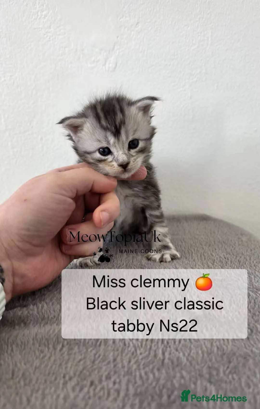 Maine Coon cats   Tica registered pedigree mainecoon kittens  - Advert 1