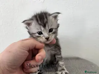 Maine Coon cats Tica registered pedigree mainecoon kittens - Advert 1