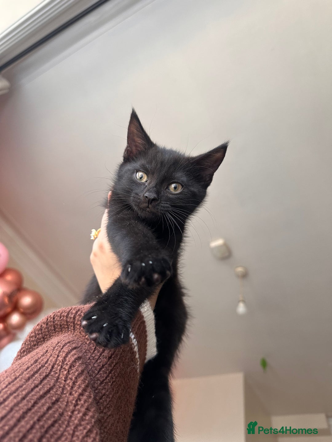 Mixed Breed cats for sale: Mother & Son  - Advert 5