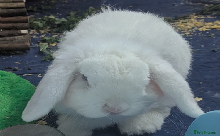 English Lop rabbits - Advert 3