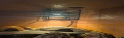 Leopard Gecko reptiles for sale: Leopard gecko 8 years old and full set up  - Advert 4