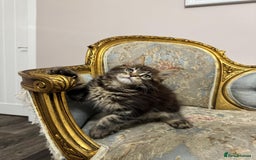 Maine Coon cats for sale: Maine Coon Kittens with Elite Heritage 🌟🌟🌟🌟🌟 - Image 22