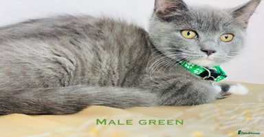 British Shorthair cats - Advert 13