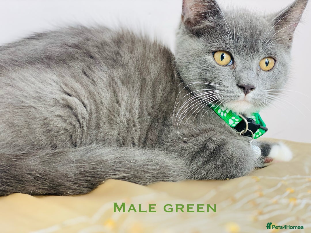 British Shorthair cats for sale: British shorthair x ragdoll mix  - Image 3