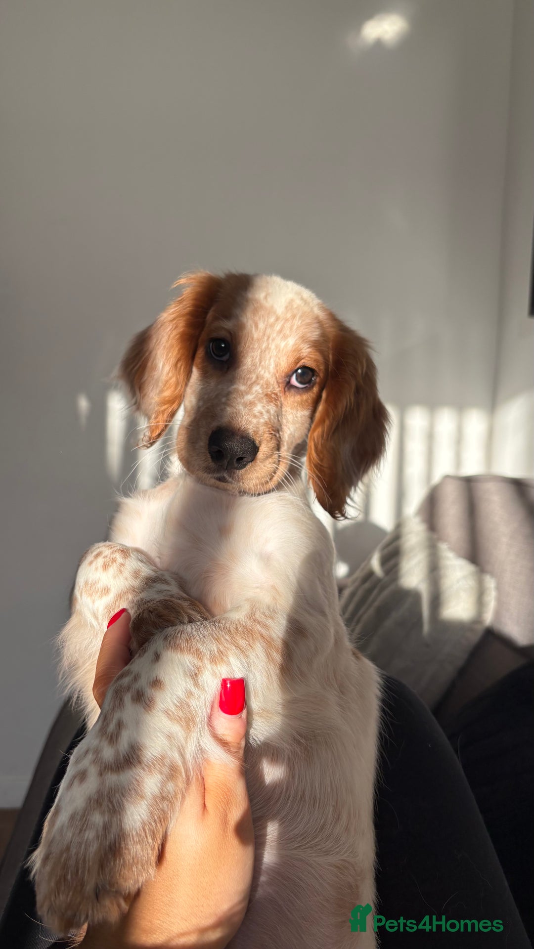 Cocker Spaniel dogs for sale: Winny - Advert 7