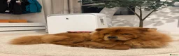 Chow Chow dogs for sale: Gorgeous Chow Chow Puppies 🐻 - Advert 14