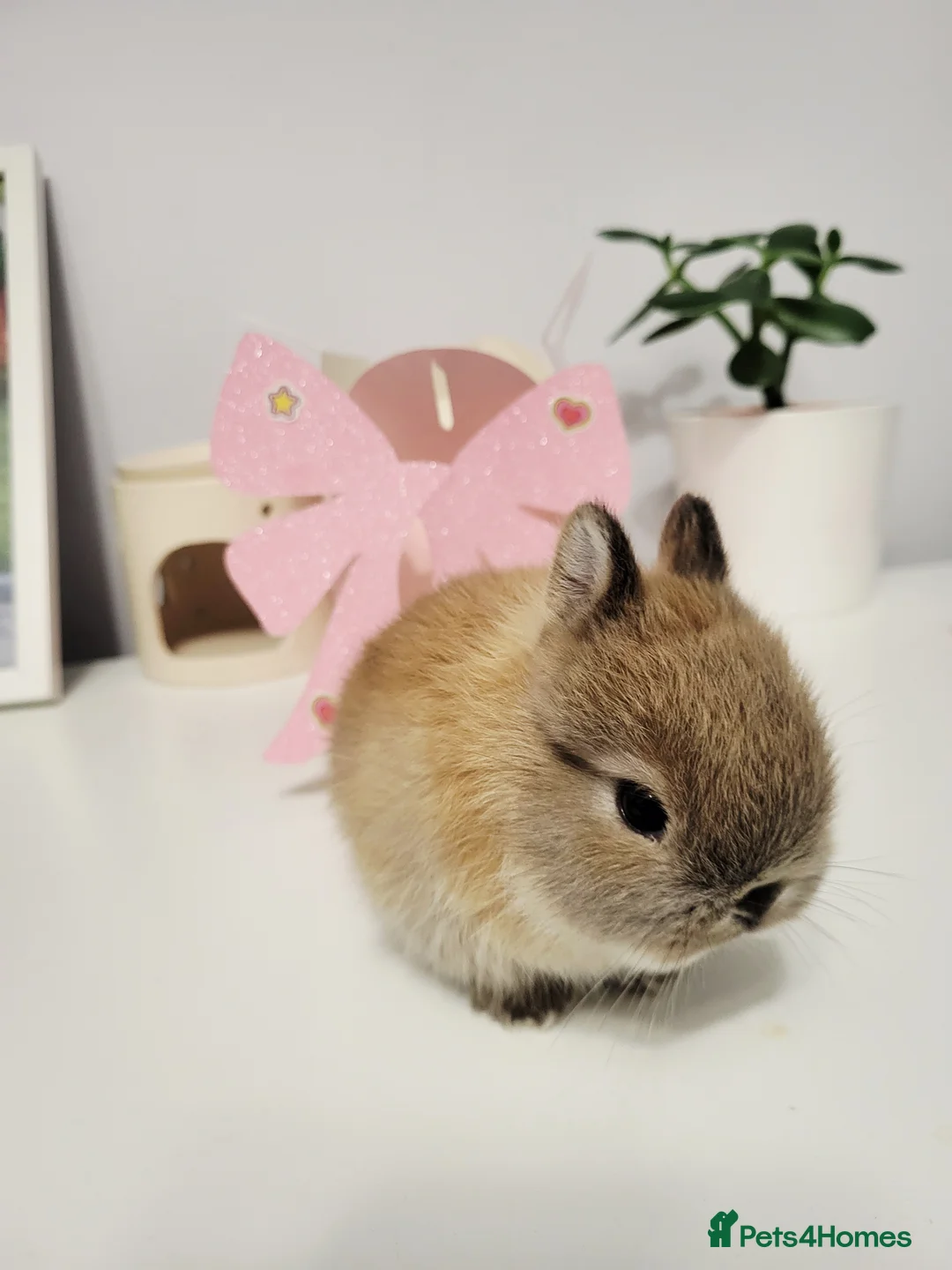 Netherland Dwarf rabbits for sale:  have stunning little rabbit ready for rezeve now  - Advert 2
