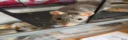 Rat rodents for sale: Beautiful baby rats 🐀 - Advert 3