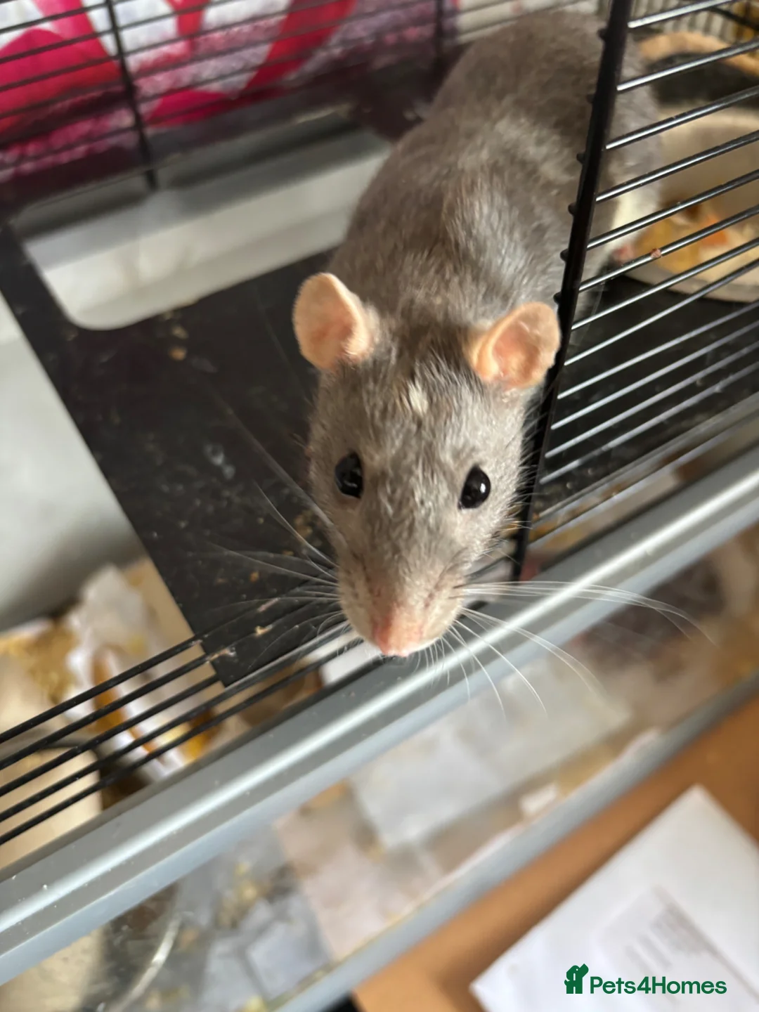 Rat rodents for sale: Beautiful baby rats 🐀 - Advert 3