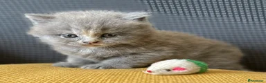 Longhair Female 1