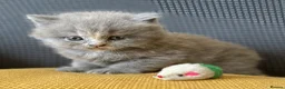 British Shorthair cats for sale: GCCF Registered British Shorthairs / Longhairs - Advert 21