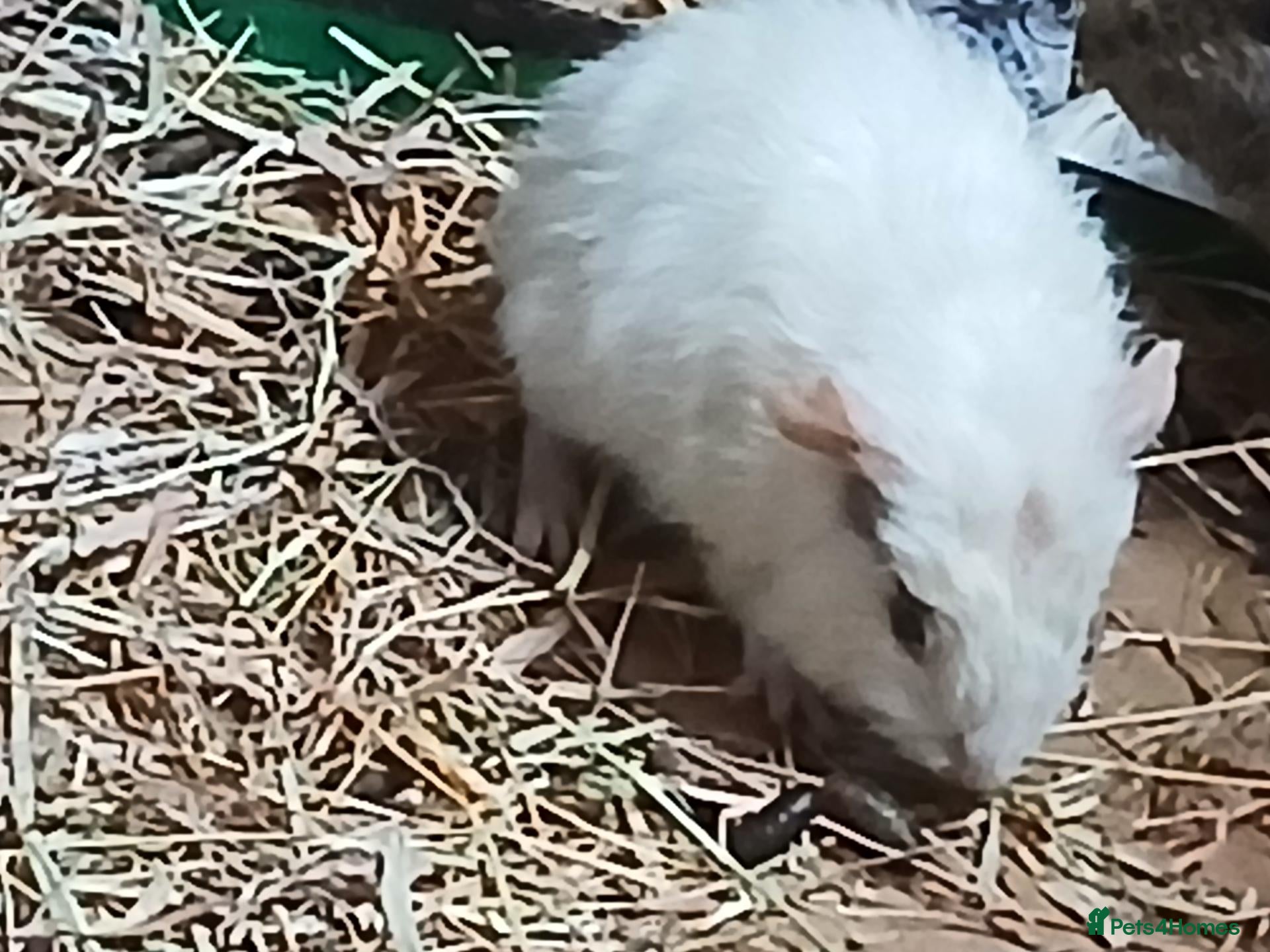 Guinea Pig rodents Loads of Bonded boar guinea pigs for sale - Advert 2