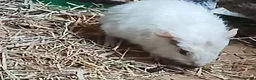 Guinea Pig rodents for sale: Loads of Bonded boar guinea pigs for sale - Advert 2