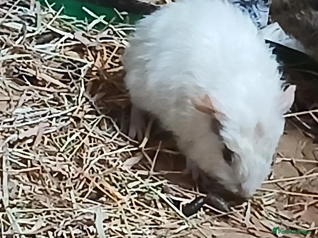 Guinea Pig rodents for sale: Loads of Bonded boar guinea pigs for sale - Advert 2