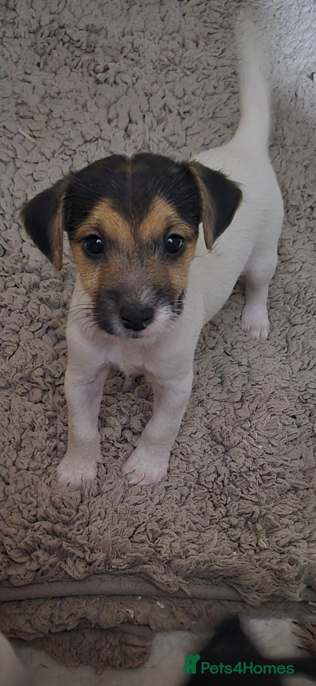 Jack Russell dogs Jack Russell boys ready now  **  - Advert 4