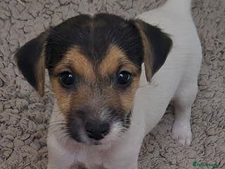 Jack Russell dogs Jack Russell boys ready now ** - Advert 4