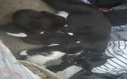 Mixed Breed cats for sale: Adorable Kittens, super cute!  - Image 7