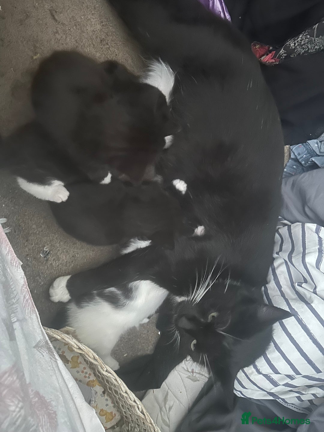 Mixed Breed cats for sale: Adorable Kittens, super cute!  - Image 7