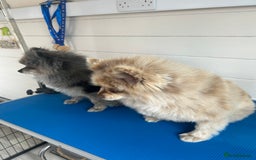 Pomeranian dogs for sale: 2 x pomeranians - Image 11