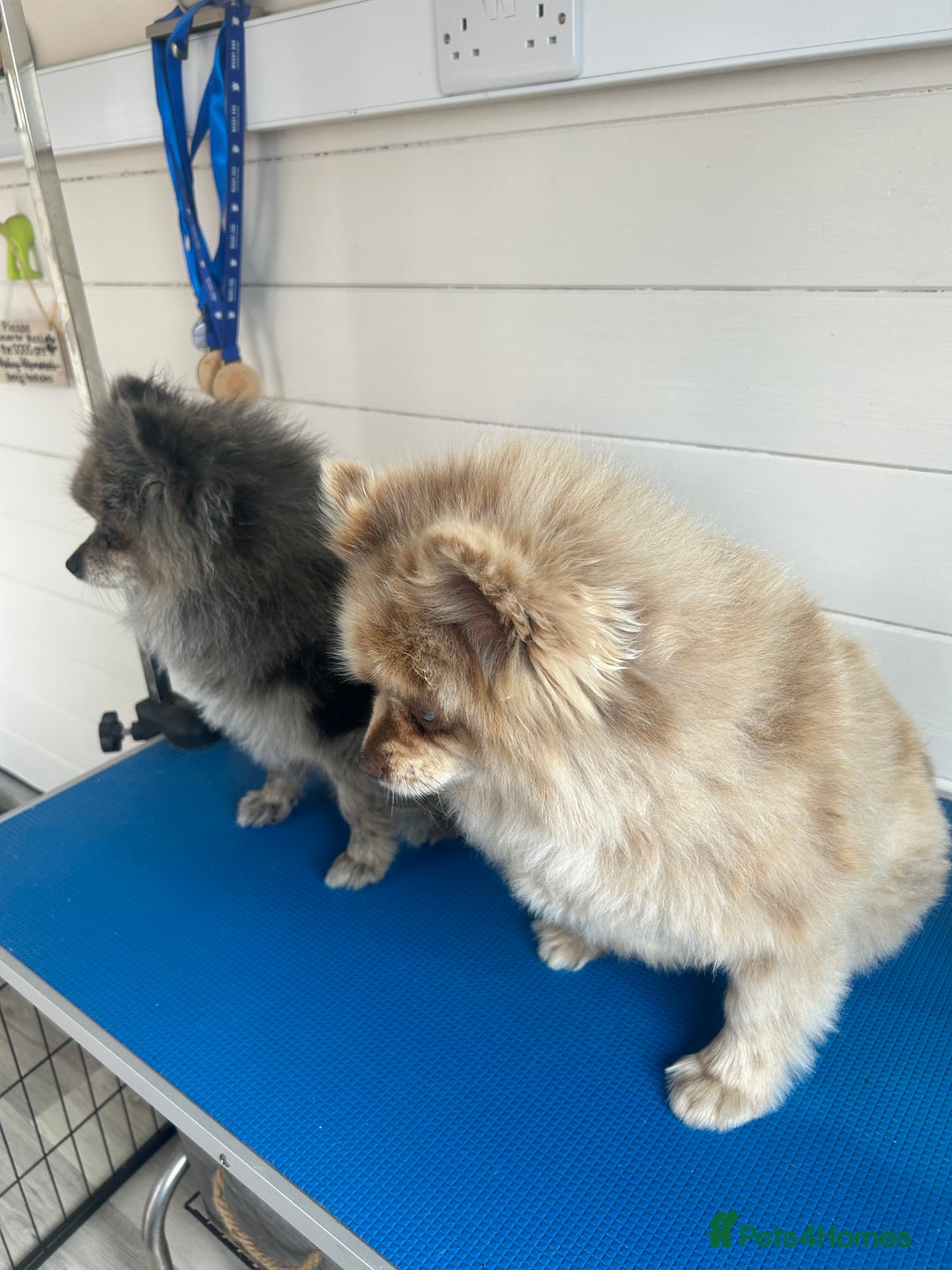 Pomeranian dogs for sale: 2 x pomeranians - Image 11