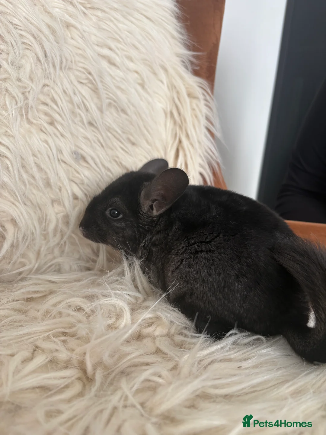 Chinchilla rodents for sale: 2 girl chinchillas ready for new home  - Advert 17