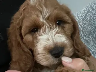 Cockapoo dogs AMAZING HEALTH CLEAR F1 COCKAPOO - Advert 4